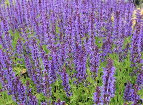 Šalvěj hajní 'Mainacht' - Salvia nemorosa 'Mainacht'