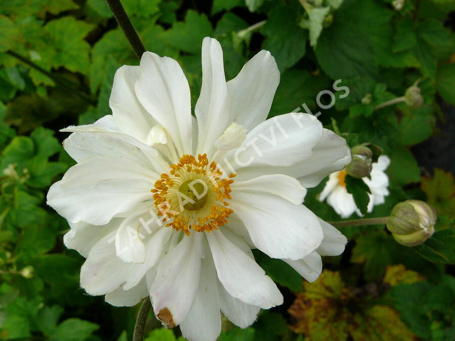 Sasanka japonská 'Whirlwind' - Anemone hupehensis 'Whirlwind'