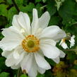 Sasanka japonská 'Whirlwind' - Anemone hupehensis 'Whirlwind'