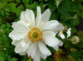 Sasanka hupejská 'Whirlwind' - Anemone hupehensis 'Whirlwind'