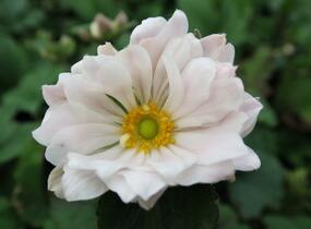 Sasanka hupejská 'Whirlwind' - Anemone hupehensis 'Whirlwind'