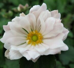 Sasanka japonská 'Whirlwind' - Anemone hupehensis 'Whirlwind'