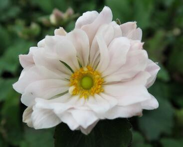 Sasanka hupejská 'Whirlwind'