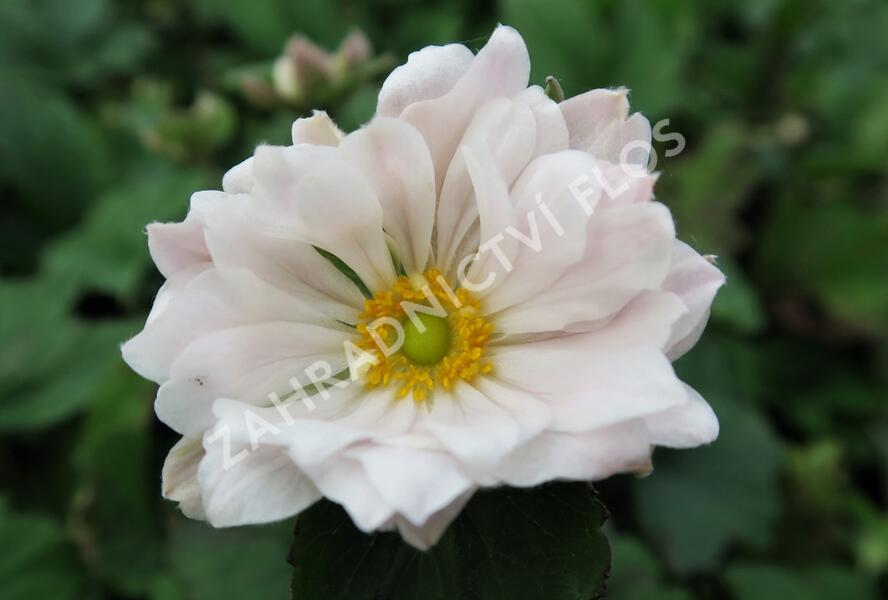Sasanka hupejská 'Whirlwind' - Anemone hupehensis 'Whirlwind'