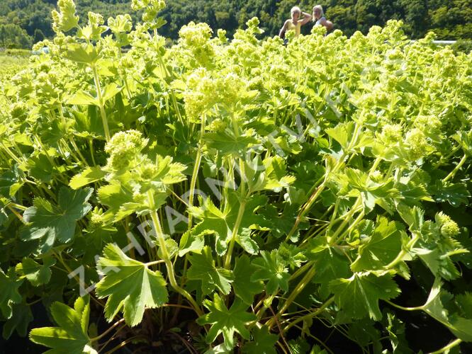 Kontryhel hedvábitý 'Gold Strike' - Alchemilla sericata 'Gold Strike'