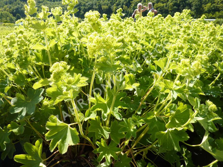 Kontryhel hedvábitý 'Gold Strike' - Alchemilla sericata 'Gold Strike'