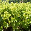 Kontryhel hedvábitý 'Gold Strike' - Alchemilla sericata 'Gold Strike'