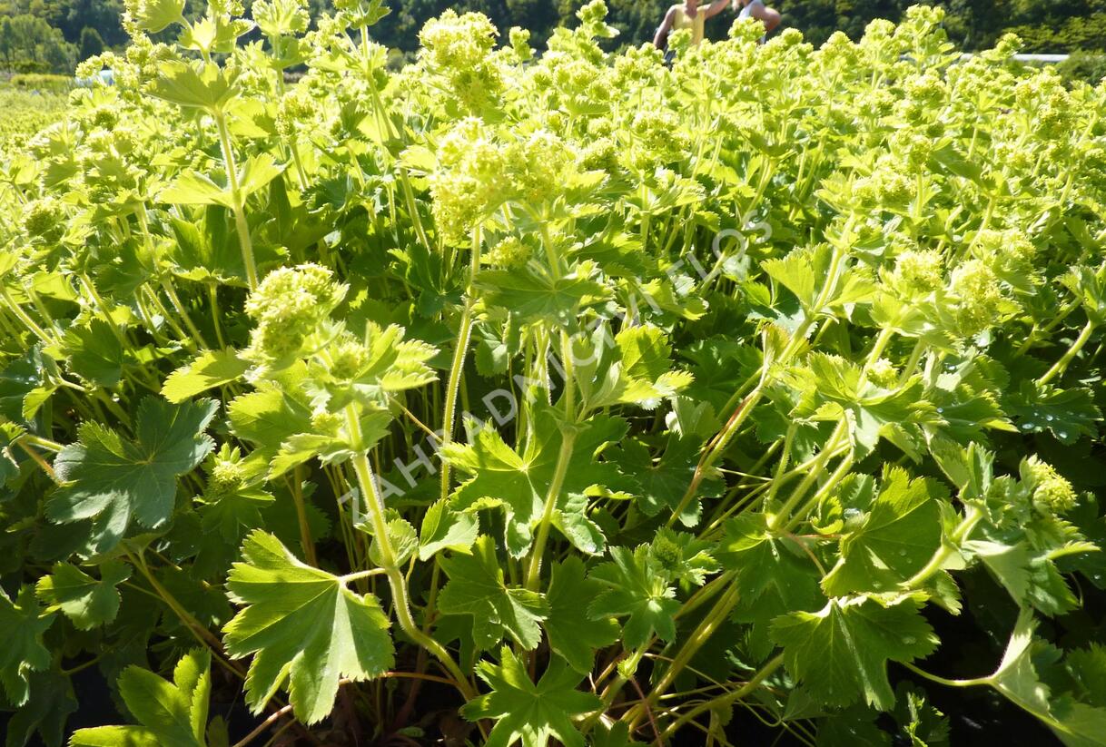 Kontryhel hedvábitý 'Gold Strike' - Alchemilla sericata 'Gold Strike'