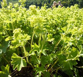 Kontryhel hedvábitý 'Gold Strike' - Alchemilla sericata 'Gold Strike'