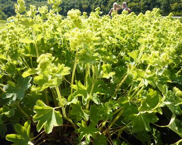 Kontryhel hedvábitý 'Gold Strike'