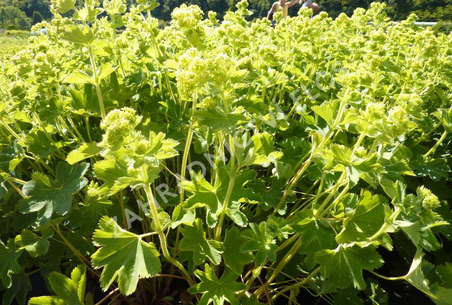 Kontryhel hedvábitý 'Gold Strike' - Alchemilla sericata 'Gold Strike'