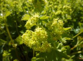 Kontryhel hedvábitý 'Gold Strike' - Alchemilla sericata 'Gold Strike'
