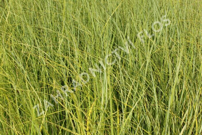 Spartina hřebenitá 'Aureomarginata' - Spartina pectinata 'Aureomarginata'