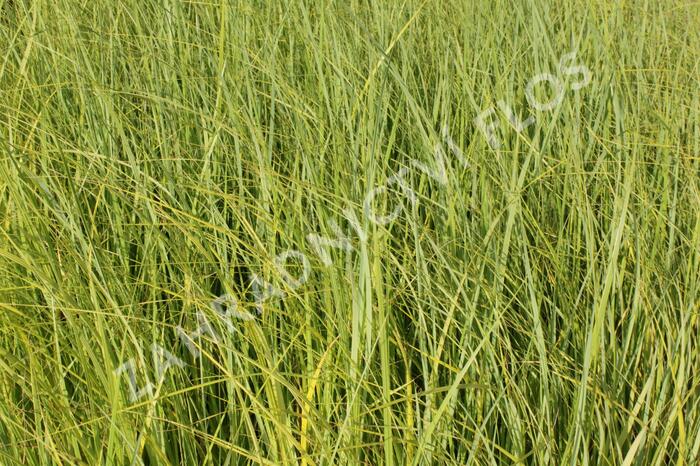 Spartina hřebenitá 'Aureomarginata' - Spartina pectinata 'Aureomarginata'