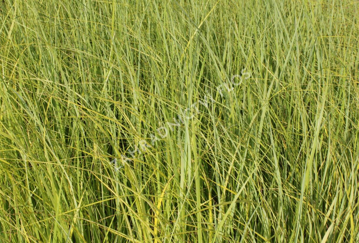 Spartina hřebenitá 'Aureomarginata' - Spartina pectinata 'Aureomarginata'