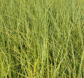 Spartina hřebenitá 'Aureomarginata' - Spartina pectinata 'Aureomarginata'