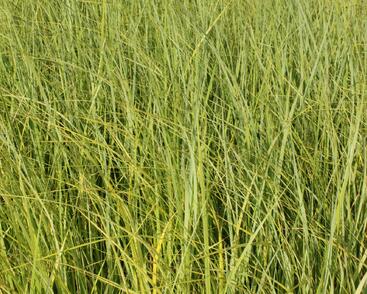 Spartina hřebenitá 'Aureomarginata'
