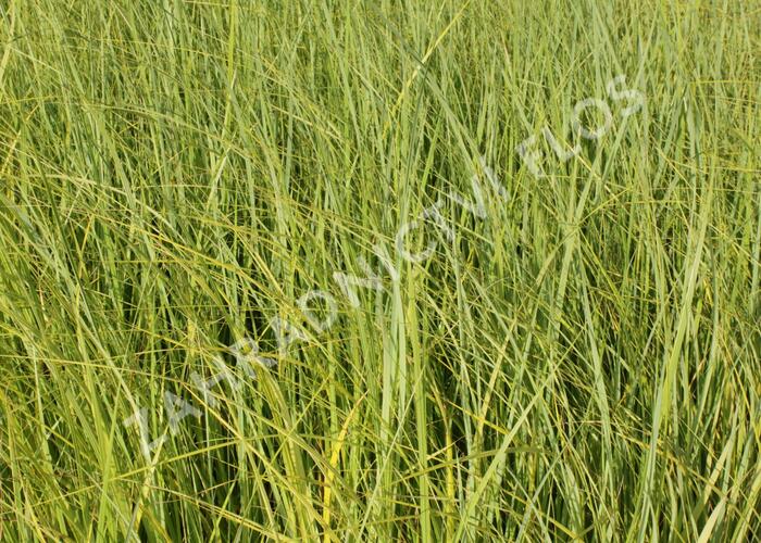 Spartina hřebenitá 'Aureomarginata' - Spartina pectinata 'Aureomarginata'