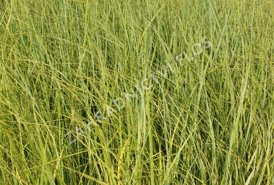 Spartina hřebenitá 'Aureomarginata' - Spartina pectinata 'Aureomarginata'