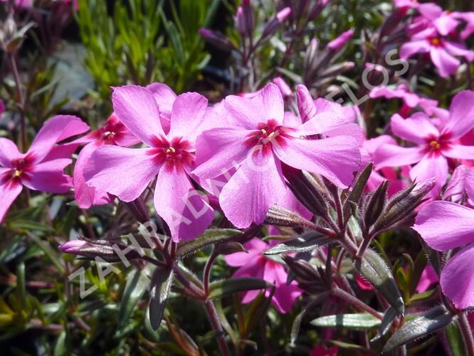 Plamenka šídlovitá 'Scarlet Flame' - Phlox subulata 'Scarlet Flame'