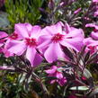 Plamenka šídlovitá 'Scarlet Flame' - Phlox subulata 'Scarlet Flame'