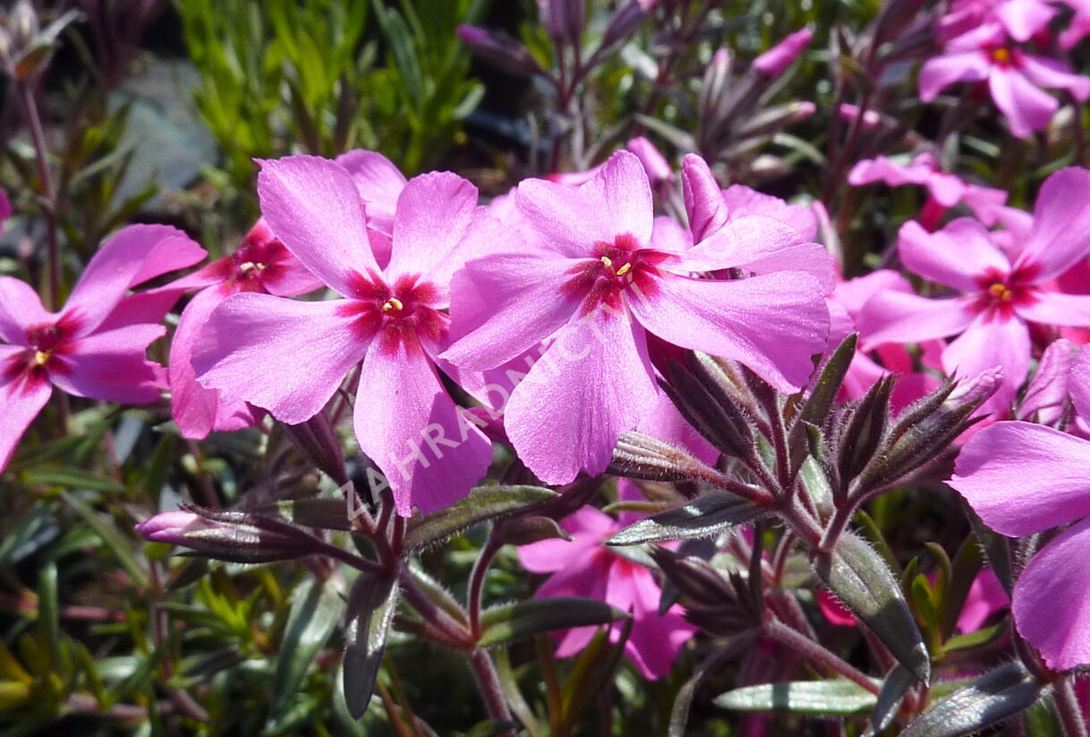 Plamenka šídlovitá 'Scarlet Flame' - Phlox subulata 'Scarlet Flame'