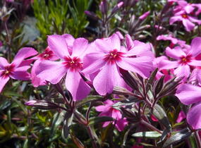 Plamenka šídlovitá 'Scarlet Flame' - Phlox subulata 'Scarlet Flame'