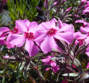 Plamenka šídlovitá 'Scarlet Flame' - Phlox subulata 'Scarlet Flame'