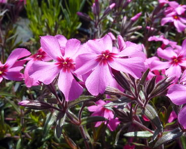 Plamenka šídlovitá 'Scarlet Flame'