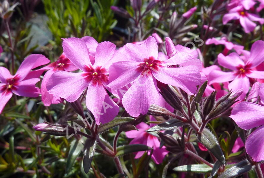 Plamenka šídlovitá 'Scarlet Flame' - Phlox subulata 'Scarlet Flame'