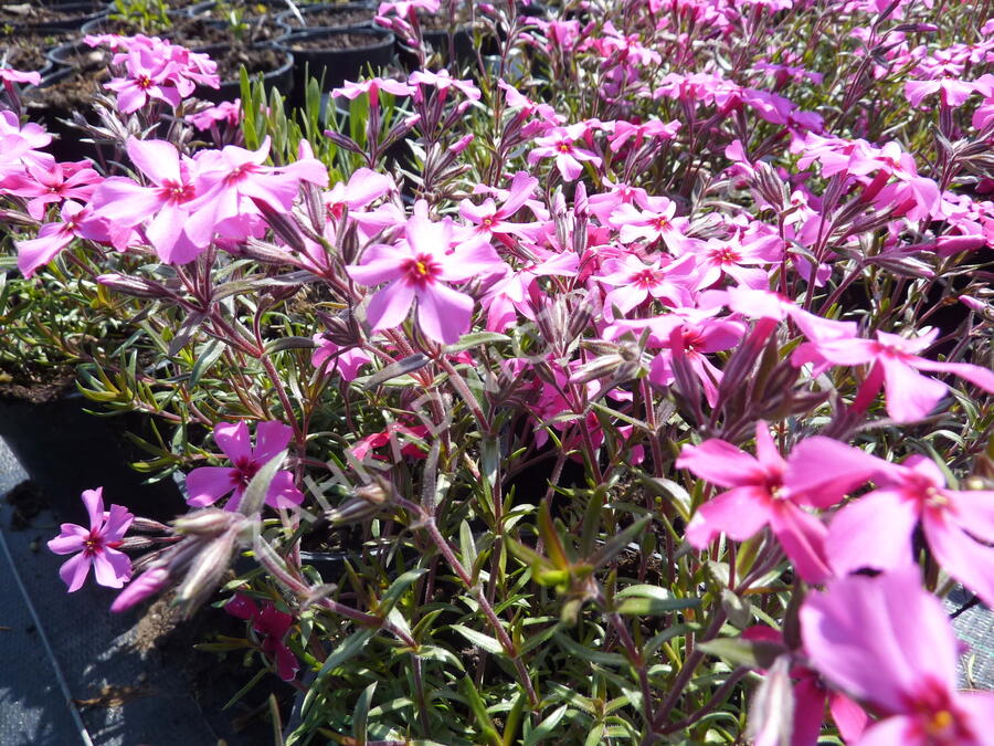 Plamenka šídlovitá 'Scarlet Flame' - Phlox subulata 'Scarlet Flame'