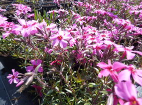 Plamenka šídlovitá 'Scarlet Flame' - Phlox subulata 'Scarlet Flame'