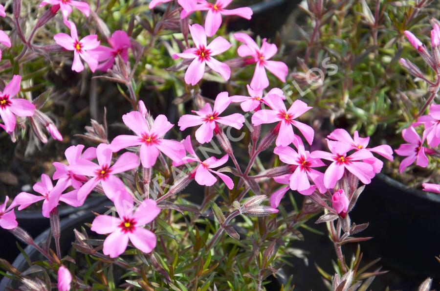 Plamenka šídlovitá 'Scarlet Flame' - Phlox subulata 'Scarlet Flame'