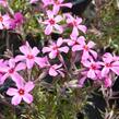 Plamenka šídlovitá 'Scarlet Flame' - Phlox subulata 'Scarlet Flame'