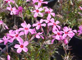 Plamenka šídlovitá 'Scarlet Flame' - Phlox subulata 'Scarlet Flame'