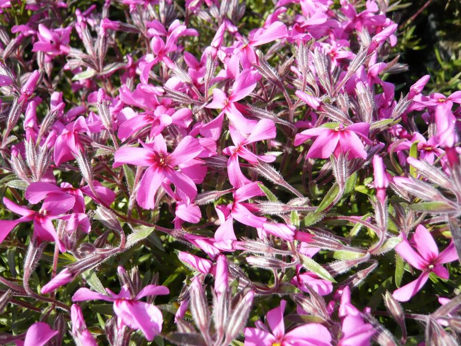 Plamenka šídlovitá 'Mc Daniel's Cushion' - Phlox subulata 'Mc Daniel's Cushion'