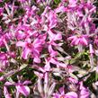 Plamenka šídlovitá 'Mc Daniel's Cushion' - Phlox subulata 'Mc Daniel's Cushion'