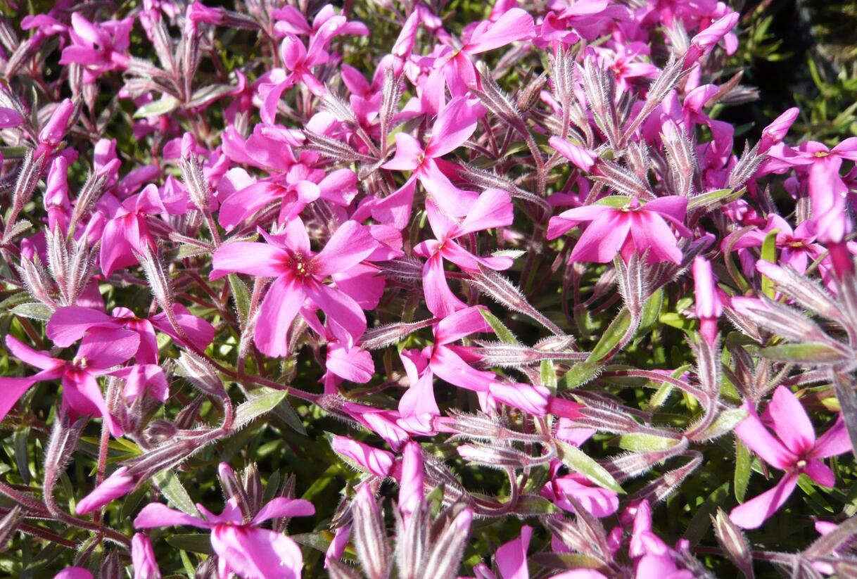 Plamenka šídlovitá 'Mc Daniel's Cushion' - Phlox subulata 'Mc Daniel's Cushion'