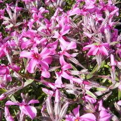 Plamenka šídlovitá 'Mc Daniel's Cushion' - Phlox subulata 'Mc Daniel's Cushion'