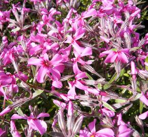 Plamenka šídlovitá 'Mc Daniel's Cushion' - Phlox subulata 'Mc Daniel's Cushion'