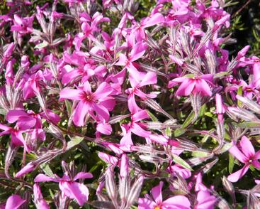 Plamenka šídlovitá 'Mc Daniel's Cushion'