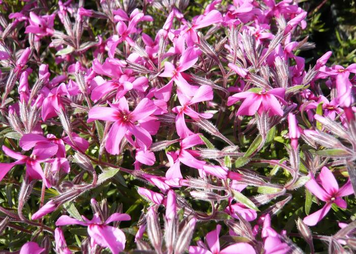 Plamenka šídlovitá 'Mc Daniel's Cushion' - Phlox subulata 'Mc Daniel's Cushion'