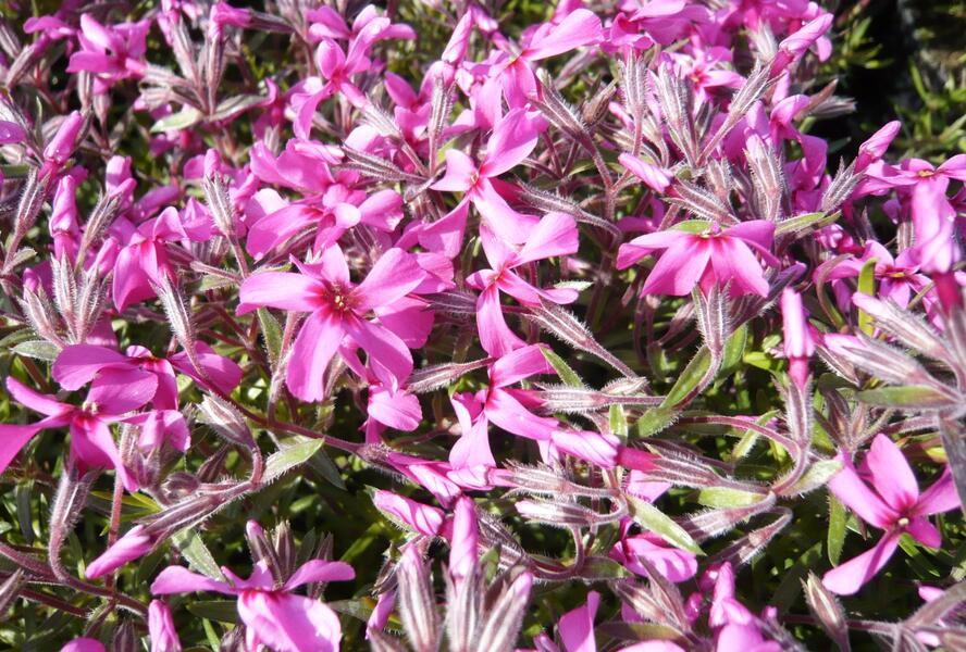 Plamenka šídlovitá 'Mc Daniel's Cushion' - Phlox subulata 'Mc Daniel's Cushion'