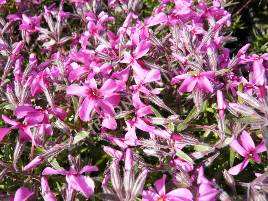 Plamenka šídlovitá 'Mc Daniel's Cushion' - Phlox subulata 'Mc Daniel's Cushion'