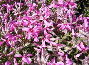 Plamenka šídlovitá 'Mc Daniel's Cushion' - Phlox subulata 'Mc Daniel's Cushion'