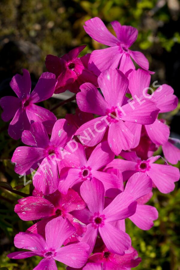 Plamenka šídlovitá 'Mc Daniel's Cushion' - Phlox subulata 'Mc Daniel's Cushion'