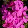 Plamenka šídlovitá 'Mc Daniel's Cushion' - Phlox subulata 'Mc Daniel's Cushion'