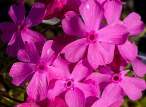 Plamenka šídlovitá 'Mc Daniel's Cushion' - Phlox subulata 'Mc Daniel's Cushion'