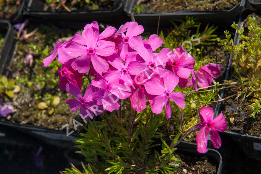 Plamenka šídlovitá 'Mc Daniel's Cushion' - Phlox subulata 'Mc Daniel's Cushion'