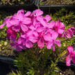 Plamenka šídlovitá 'Mc Daniel's Cushion' - Phlox subulata 'Mc Daniel's Cushion'